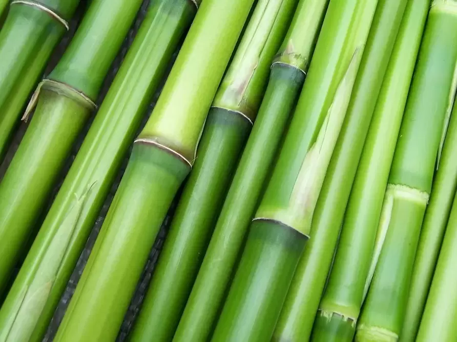Amuletă pentru bambus norocos